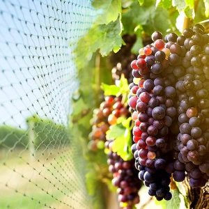 Springos Siatka na ptaki zabezpieczająca ochronna 10x20 m z szpilkami mocującymi 20 szt. zielona UNIWERSALNY 14