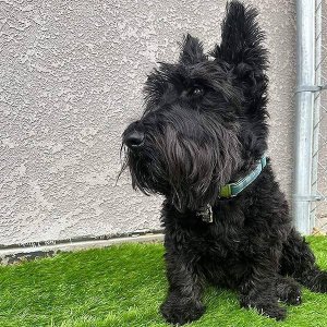 Springos Sztuczna trawa 1,5 m na taras balkon miękka 20mm UNIWERSALNY 7