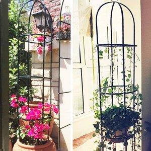 Severno Pergola ogrodowa na kwiaty, róże kolumnowa "Persian Yellow" 3