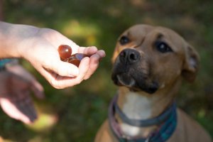 Contipro Geloren Large Dog 420g - Mieszanka uzupełniająca, żelki dla dużych psów na stawy 60 szt. 12