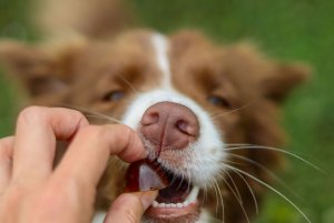 Contipro Geloren Large Dog 420g - Mieszanka uzupełniająca, żelki dla dużych psów na stawy 60 szt. 13