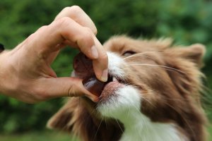 Contipro Geloren Large Dog 420g - Mieszanka uzupełniająca, żelki dla dużych psów na stawy 60 szt. 14