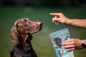 Contipro Geloren Large Dog 420g - Mieszanka uzupełniająca, żelki dla dużych psów na stawy 60 szt. 5