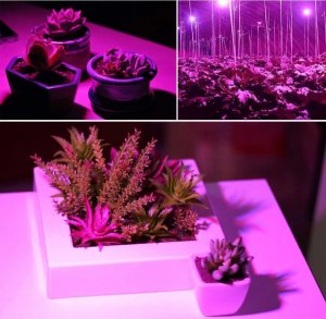 Cronos Żarówka LED do wzrostu roślin Heckermann 150LED MDA-PG01 100W 2