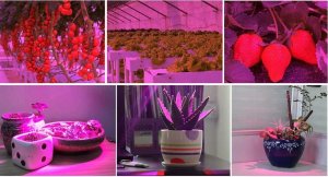 Cronos Żarówka LED do wzrostu roślin Heckermann 150LED MDA-PG01 100W 5