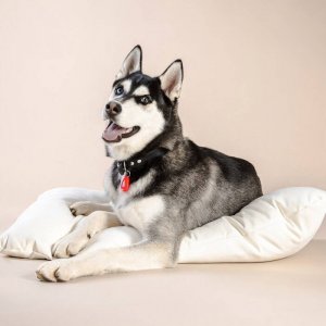 Inmoless Inmoless Ultradźwiękowy odstraszacz na pchły i kleszcze dla zwierząt domowych Inmoless Pet - Orange 5