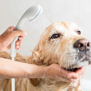 Gotel Q16H PRYSZNIC TURYSTYCZNY POMPKA BATERIE 15