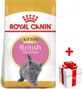 Royal Canin ROYAL CANIN British Shorthair Kitten 400g karma sucha dla kociąt, do 12 miesiąca, rasy brytyjski krótkowłosy + niespodzianka dla kota GRATIS! 1