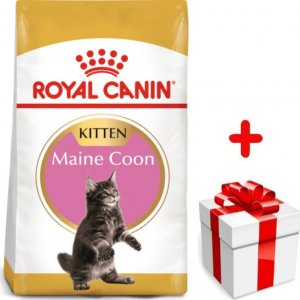 Royal Canin ROYAL CANIN Maine Coon Kitten 4kg karma sucha dla kociąt, do 15 miesiąca, rasy maine coon + niespodzianka dla kota GRATIS! 1
