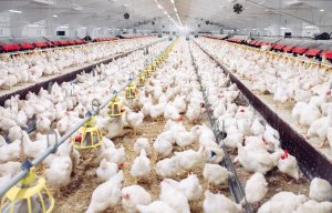 NO PEST Oprysk Środek Płyn Preparat na Ptaszyńce Ptaszyńca Kurzego Roztocza Świerzbowce NO PEST Strangler Pro EC 100ml 3