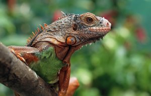 NO PEST Oprysk Środek Płyn Preparat na Ptaszyńce Ptaszyńca Kurzego Roztocza Świerzbowce NO PEST Strangler Pro EC 100ml 5