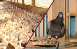 NO PEST Oprysk Środek Płyn Preparat na Ptaszyńce Ptaszyńca Kurzego Roztocza Świerzbowce NO PEST Strangler Pro EC 100ml 6