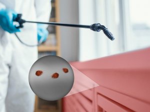 NO PEST Oprysk na Pluskwy 50ml Preparat Koncentrat Płyn Środek na Pluskwy Domowe Owady 2