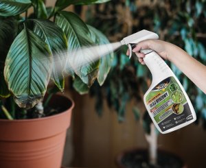NO PEST Olej Rydzowy 500ml Preparat Płyn Środek na Mszyce Ćmę Bukszpanową Kleszcze Przędziorki i inne Szkodniki Roślin 6