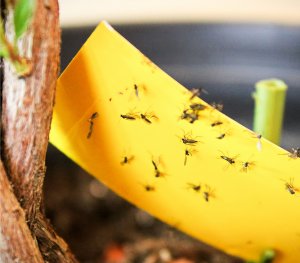 NO PEST Lep do Doniczek Szklarni Sadów 25x10cm (5 szt) Pułapki Lepowe Lepy na Mszyce Ziemiórki Muszki Mrówki i Inne Szkodniki Roślin 4