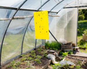 NO PEST Lep do Doniczek Szklarni Sadów 25x10cm (5 szt) Pułapki Lepowe Lepy na Mszyce Ziemiórki Muszki Mrówki i Inne Szkodniki Roślin 7