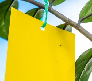 NO PEST Lep do Doniczek Szklarni Sadów 25x10cm (5 szt) Pułapki Lepowe Lepy na Mszyce Ziemiórki Muszki Mrówki i Inne Szkodniki Roślin 8