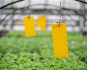 NO PEST Lep do Doniczek Szklarni Sadów 25x10cm (5 szt) Pułapki Lepowe Lepy na Mszyce Ziemiórki Muszki Mrówki i Inne Szkodniki Roślin 9