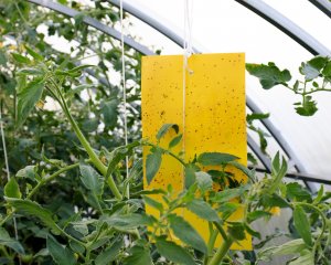 NO PEST Lep do Doniczek Szklarni Sadów 25x10cm (5 szt) Pułapki Lepowe Lepy na Mszyce Ziemiórki Muszki Mrówki i Inne Szkodniki Roślin 10