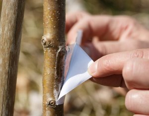 NO PEST Lep do Drzew 5m Tree Guard Kleista Taśma Lep Pułapka na Gąsienice Mrówki Mszyce Piędziki i Inne Szkodniki Roślin 3