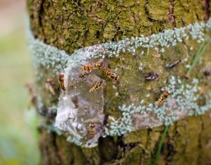 NO PEST Lep do Drzew 5m Tree Guard Kleista Taśma Lep Pułapka na Gąsienice Mrówki Mszyce Piędziki i Inne Szkodniki Roślin 5