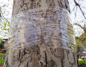NO PEST Lep do Drzew 5m Tree Guard Kleista Taśma Lep Pułapka na Gąsienice Mrówki Mszyce Piędziki i Inne Szkodniki Roślin 6