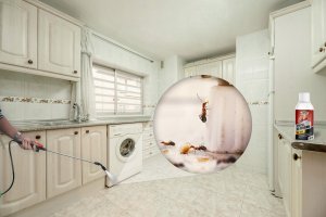 NO PEST Oprysk na Mrówki 50ml Preparat Koncentrat Płyn Środek na Mrówki Gniazda Mrówek 2