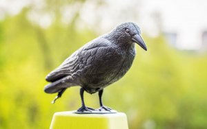 NO PEST Odstraszacz Ptaków Gołębi Szpaków Makieta Ptaka Duży Kruk Stojący Odstraszający Ptaki 2