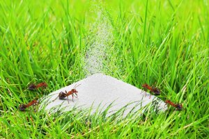 Effect Proszek na Mrówki 3kg Środek Preparat Granulat na Mrówki Mrowiska Gniazda Mrówek 3