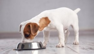 Brit Care Mono Protein Hypoallergenic Senior 12kg 4