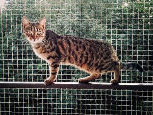 Linarem SiatkiSieci ZESTAW SIATKA NA BALKON DLA KOTA 6x3 BEZ WIERCENIA MARKA BEZPIECZNE KOTY 11