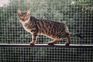 Linarem SiatkiSieci ZESTAW SIATKA NA BALKON DLA KOTA 6x3 BEZ WIERCENIA MARKA BEZPIECZNE KOTY 21