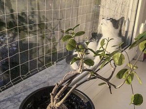 Linarem SiatkiSieci ZESTAW SIATKA NA BALKON DLA KOTA 6x3 BEZ WIERCENIA MARKA BEZPIECZNE KOTY 3