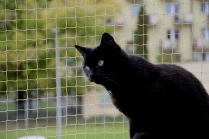 Linarem SiatkiSieci ZESTAW SIATKA NA BALKON DLA KOTA 6x3 BEZ WIERCENIA MARKA BEZPIECZNE KOTY 10