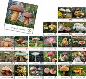 Adamigo Gra Memory - Grzyby Polska 2