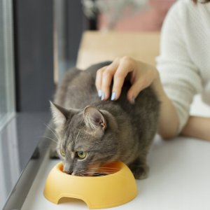 Butcher’s BUTCHER'S Delicious Dinners Jumbo Pack - mokra karma dla kota - 40x100 g 3