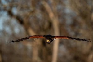 Obiektyw Tamron Tamron 150-500 F/5-6.7 Di III VC VXD Nikon Z 6