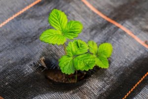 Linarem SiatkiSieci AGROTKANINA 90G 1,6x100m CZARNA AGROWŁÓKNINA UV 3% ANTYCHWASTOWA + KOŁKI 6