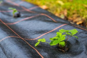 Linarem SiatkiSieci AGROTKANINA 90G 1,6x100m CZARNA AGROWŁÓKNINA UV 3% ANTYCHWASTOWA + KOŁKI 7