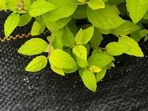 Linarem SiatkiSieci AGROTKANINA 90G 1,6x100m CZARNA AGROWŁÓKNINA UV 3% ANTYCHWASTOWA + KOŁKI 8