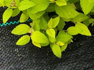Linarem SiatkiSieci AGROTKANINA 110G 1,1x50m PREMIUM UV 3% AGROWŁÓKNINA CZARNA MATA + KOŁKI 2