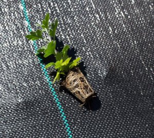 Linarem SiatkiSieci AGROTKANINA 110G 1,1x50m PREMIUM UV 3% AGROWŁÓKNINA CZARNA MATA + KOŁKI 3