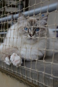 Linarem SiatkiSieci ZESTAW SIATKA NA BALKON DLA KOTA 6x2 BEZ WIERCENIA MARKA BEZPIECZNE KOTY 3