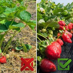 Heckermann Agrotkanina Heckermann 0,8x10m 90g/m2 Czarna 7