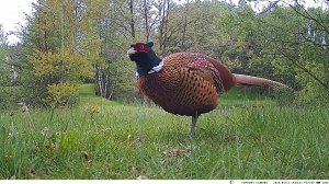 Kamera IP Luxury-Goods Kamera leśna Tophunt HC900LTE 2K GSM 4G LTE MMS PL fotopułapka 11