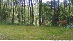 Kamera IP Luxury-Goods Kamera leśna Tophunt HC900LTE 2K GSM 4G LTE MMS PL fotopułapka 13