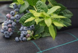 Linarem SiatkiSieci AGROTKANINA 110G 1,6x100m PREMIUM UV 3% AGROWŁÓKNINA MATA CZARNA + KOŁKI 3