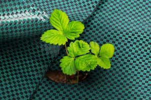 Linarem SiatkiSieci AGROTKANINA 110G 1,6x100m PREMIUM UV 3% AGROWŁÓKNINA ZIELONA MATA + KOŁKI 2