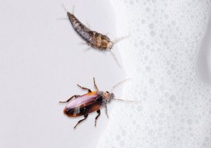 NO PEST Pianka na Owady Środek Spray Preparat na Rybiki Cukrowe Karaluchy Srebrzyki Prusaki i Inne Insekty 8