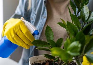 NO PEST Koncentrat Wyciągu z Pokrzywy 30ml Środek Płyn Preparat na Mszyce Ćmę Bukszpanową Środek do Poprawy Zdrowia i Rozwoju Roślin Urtica Shield 4